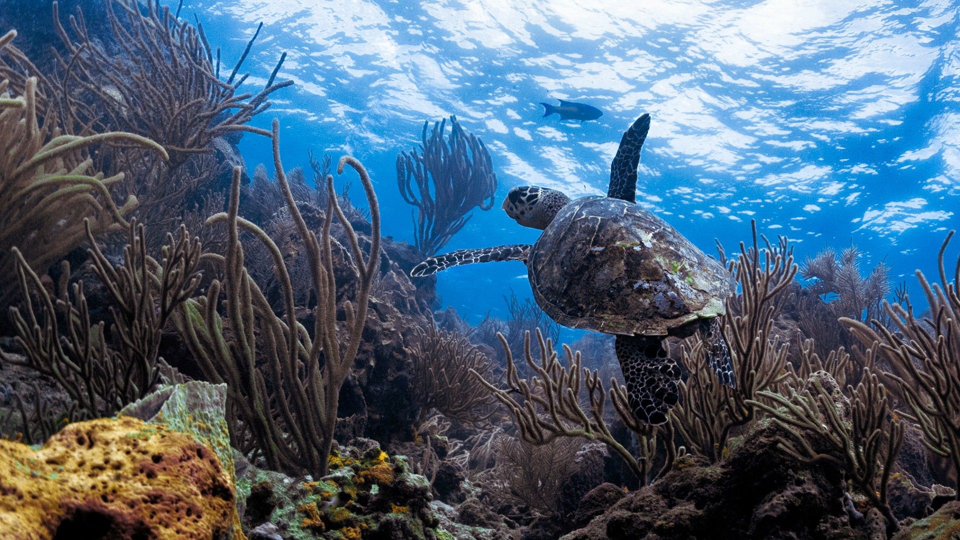 The sandy beaches of Tobago are the best way to beat the January blues The sandy beaches of Tobago are the best way to beat the January blues