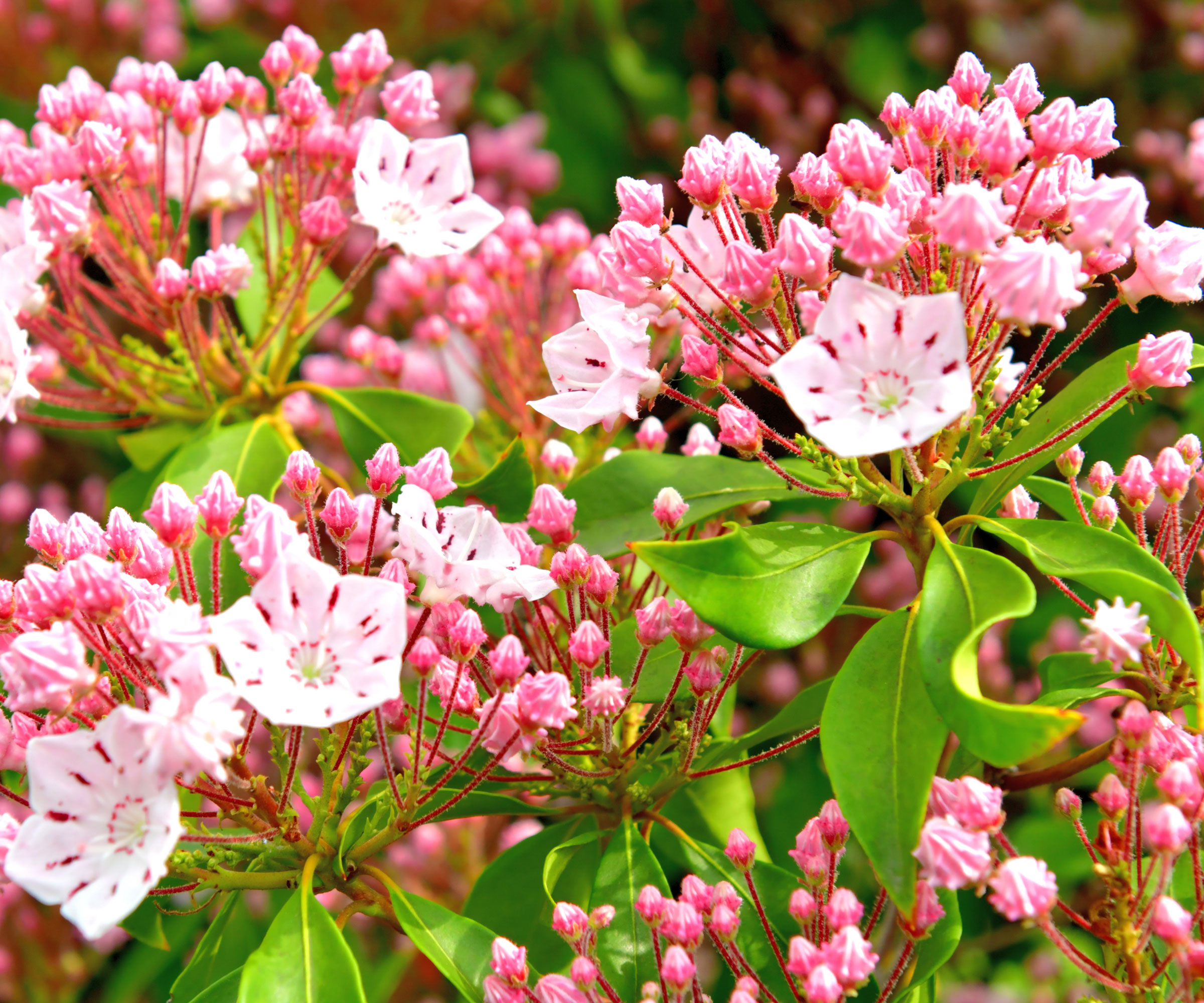 mountain laurel shrub with pinky white flowers