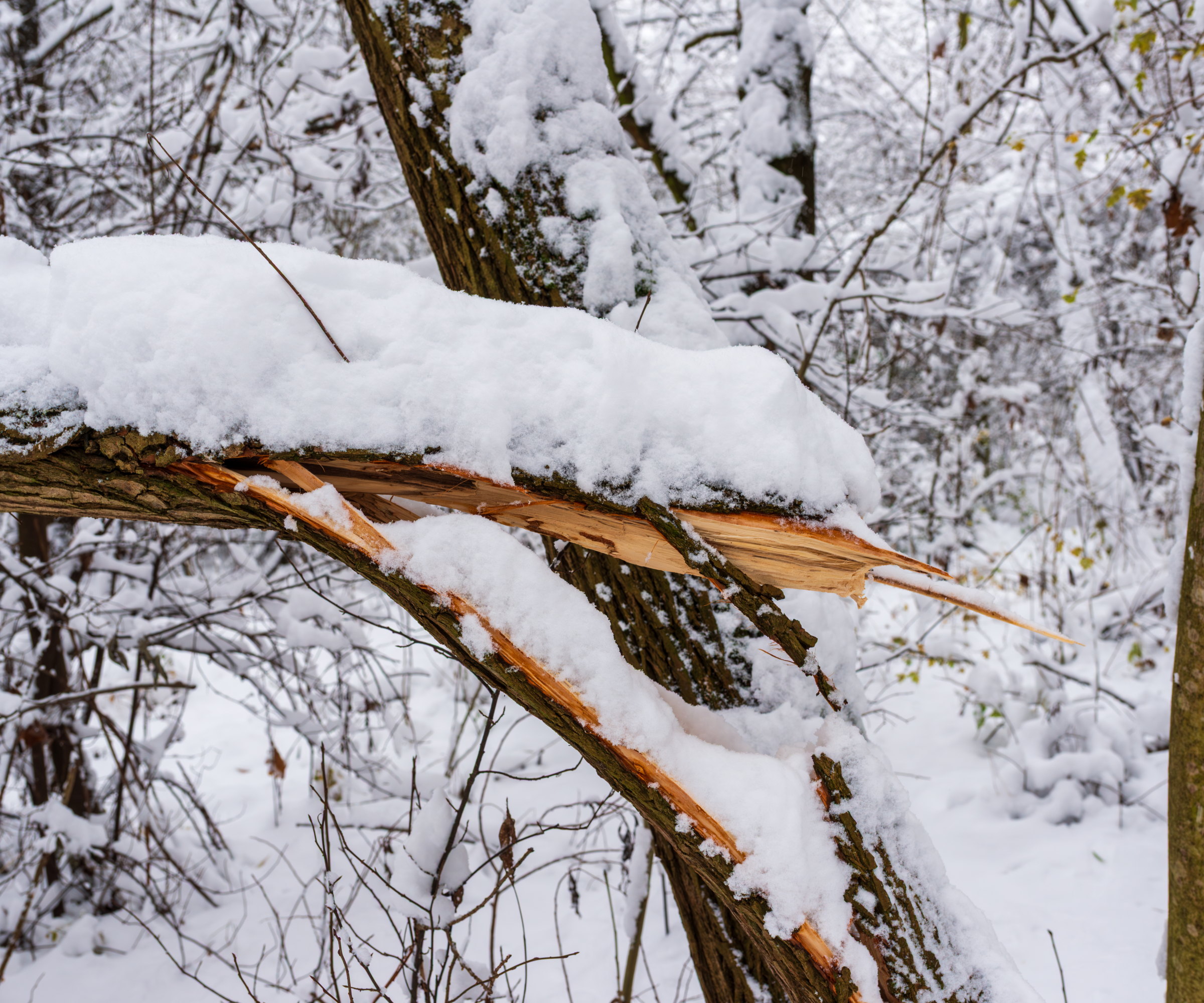 A tree branch has snapped under the weight of a thick layer of snow
