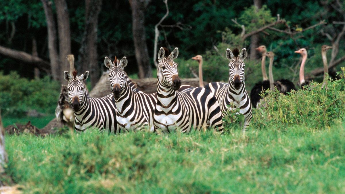 A herd of Zebras in Tanzania. 