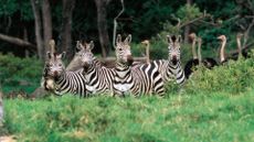 A herd of Zebras in Tanzania. 