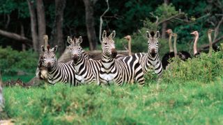 A herd of Zebras in Tanzania. 