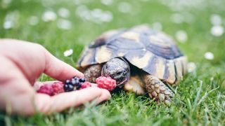 Turtle eating berries out of human's hand