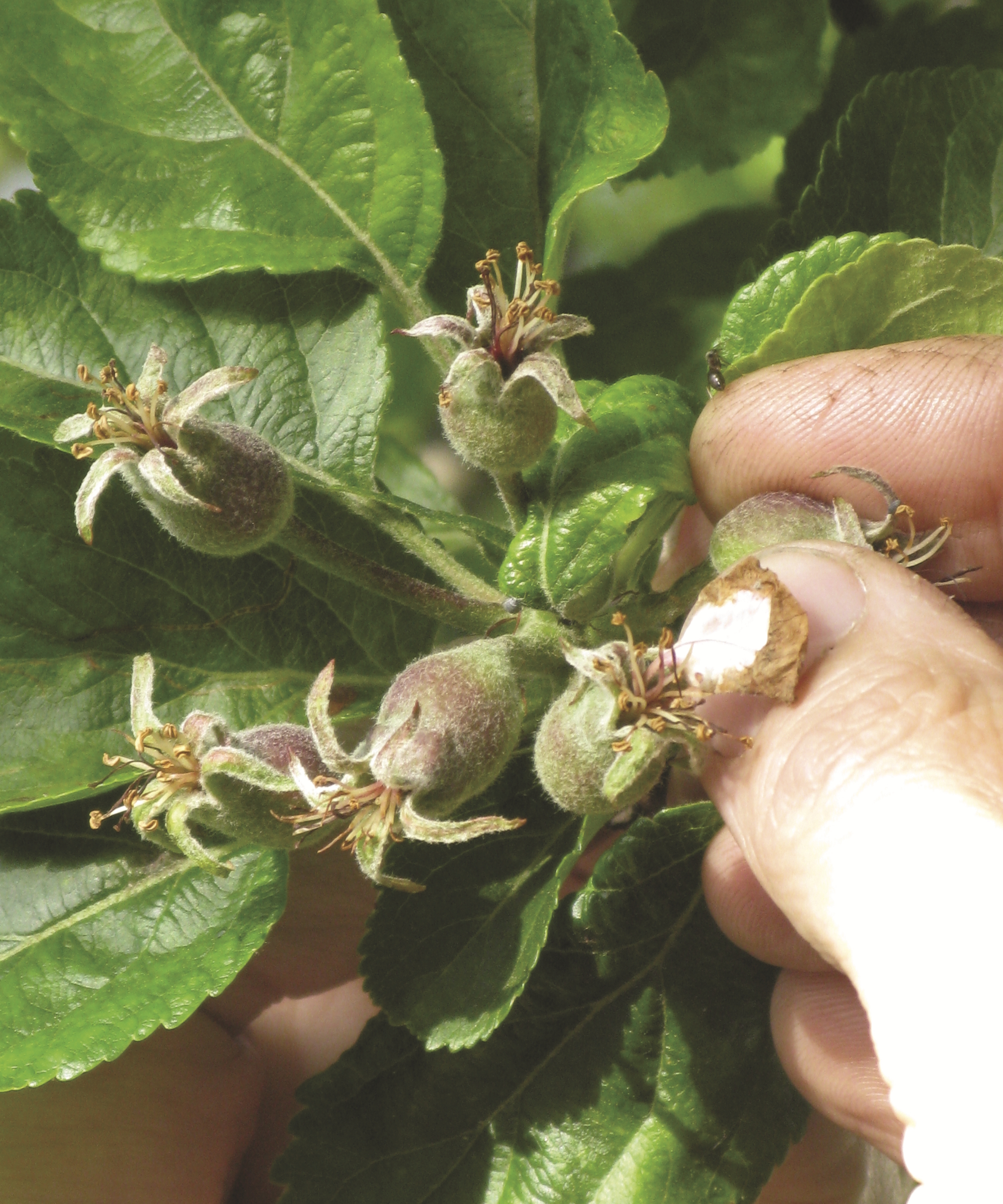 A gardener thins small fruits on a branch with their fingers