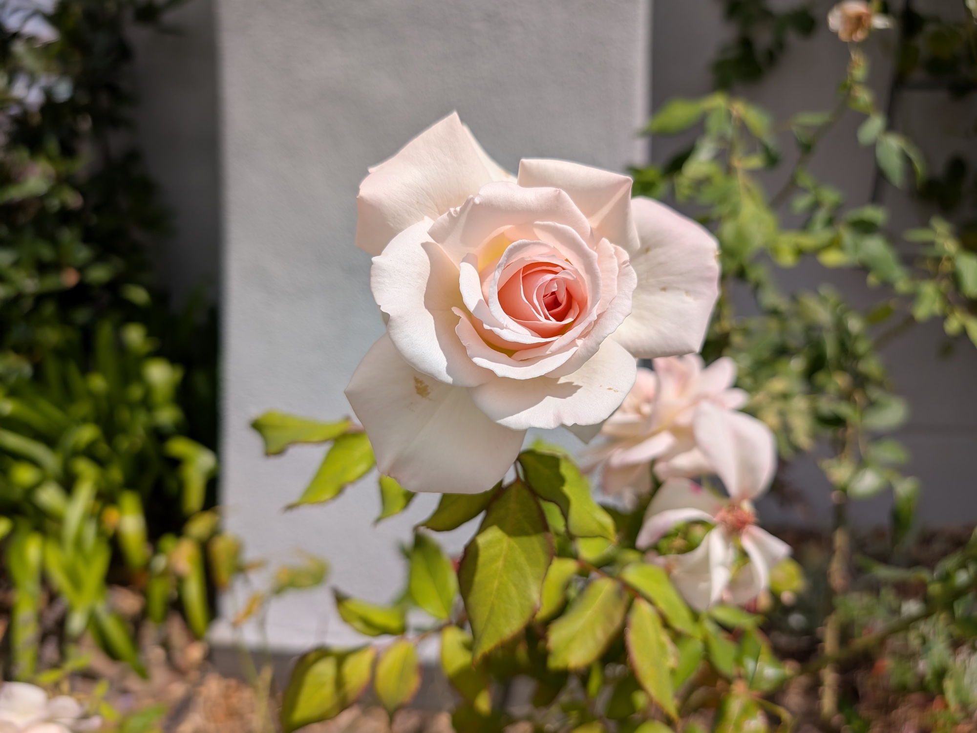 rose photo by pixel 9 pro