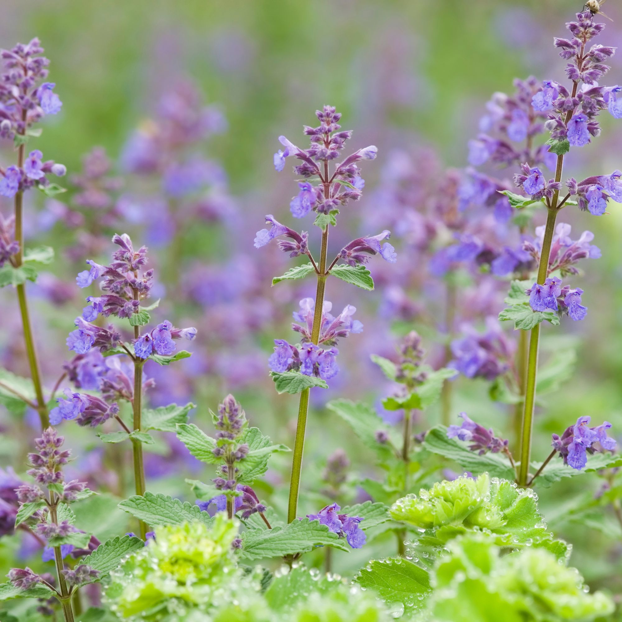 Close-up of nepeta.