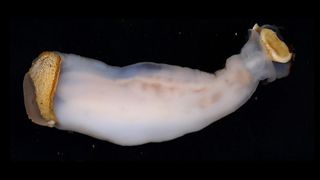 The newly described rock-eating shipworm, known as Lithoredo abatanica.