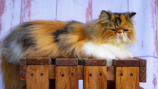 Persian calico cat