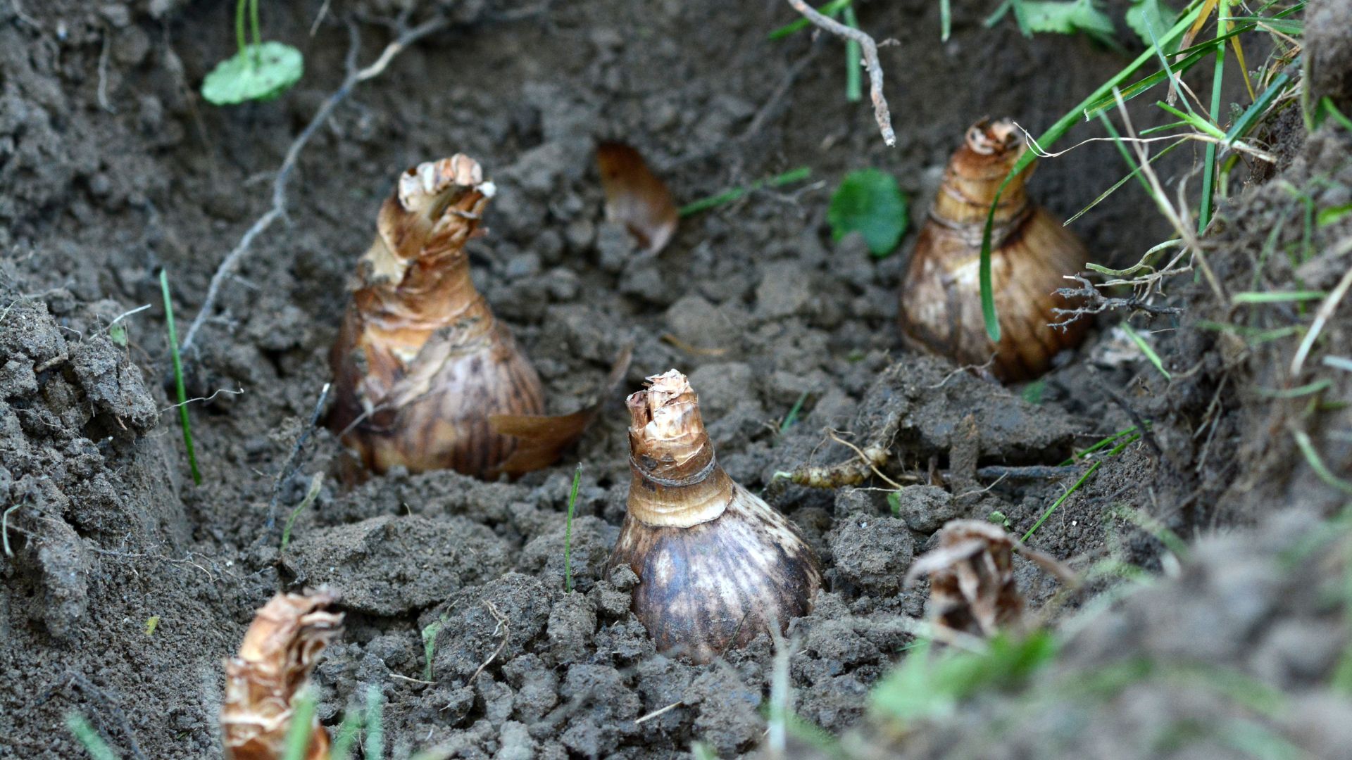 picture of bulbs being planted in ground