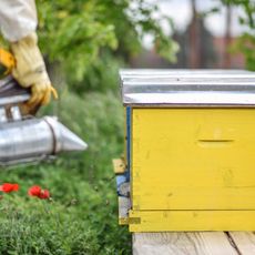 bee boxes, backyard beekeeping 