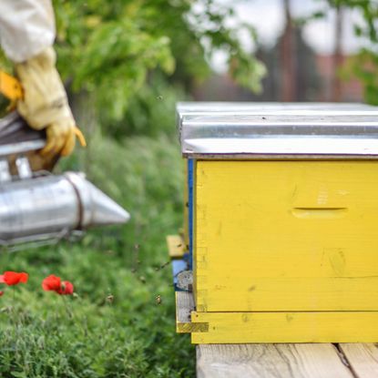 bee boxes, backyard beekeeping 