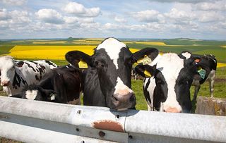 Young cattle standing high on chalk down land with oil seed rape crop in background, Tan Hill, All Cannings Down, Wiltshire. (Photo By: Geography Photos/UIG via Getty Images)