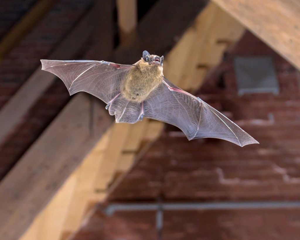 How to get rid of bats in the attic 5 quick and easy steps homes