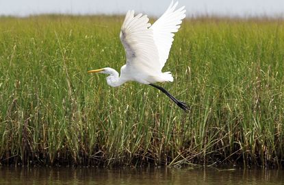 A crane in a Louisiana marsh.
