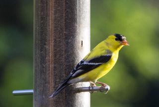 American goldfinch on a bird feeder