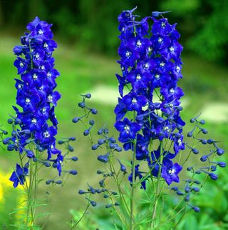 blue hybrid delphinium flower