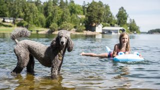 Poodle in lake
