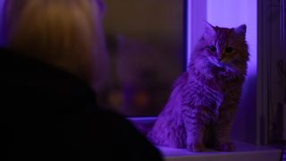 A cat sat by a window during the night