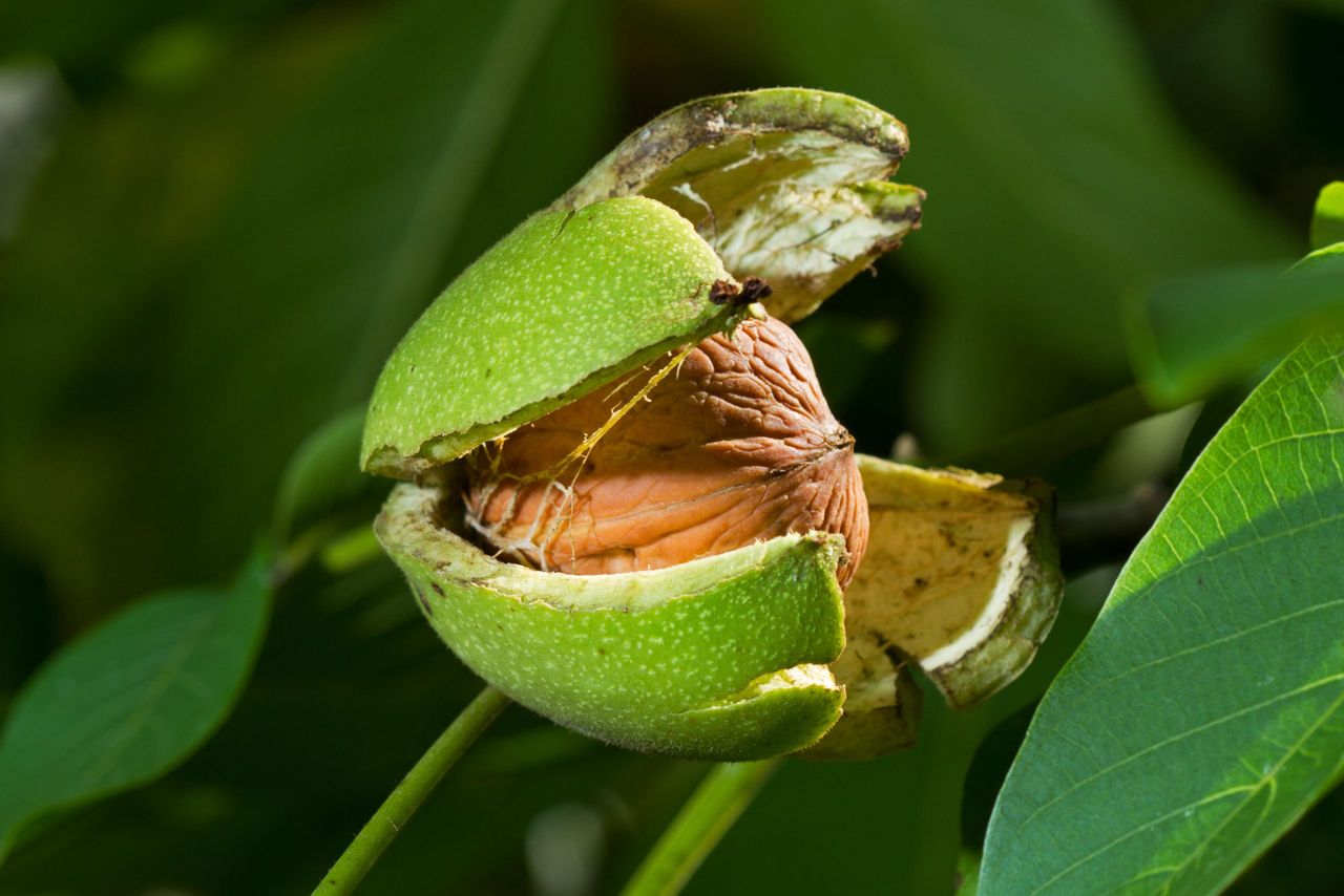 K9T0PD Ripe nut of a Walnut tree