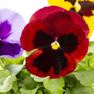 Expert Gardener Pt Multicolor Blotch Mix Pansy Live Plant Grower Pot Sun (6 Pack)