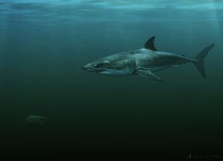 This artist’s rendering shows how a new extinct white shark species, Carcharodon hubbelli, may have looked.