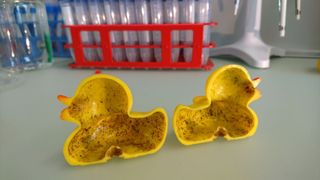The insides of rubber duck toys are teeming with bacteria and other microbes.