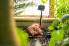 Aristolochia goldieana. Currently resembling a soggy beanie, soon to be upsetting anyone who dares stray too close. Credit: Sebastian Kettley/RBG Kew