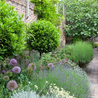 buxus and lavender border garden trees