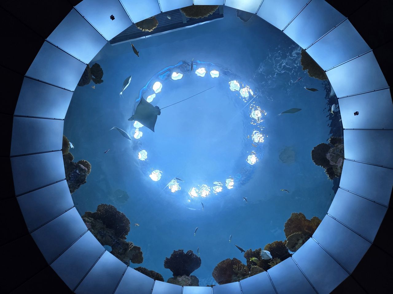 A circular aquarium with a manta ray and fish