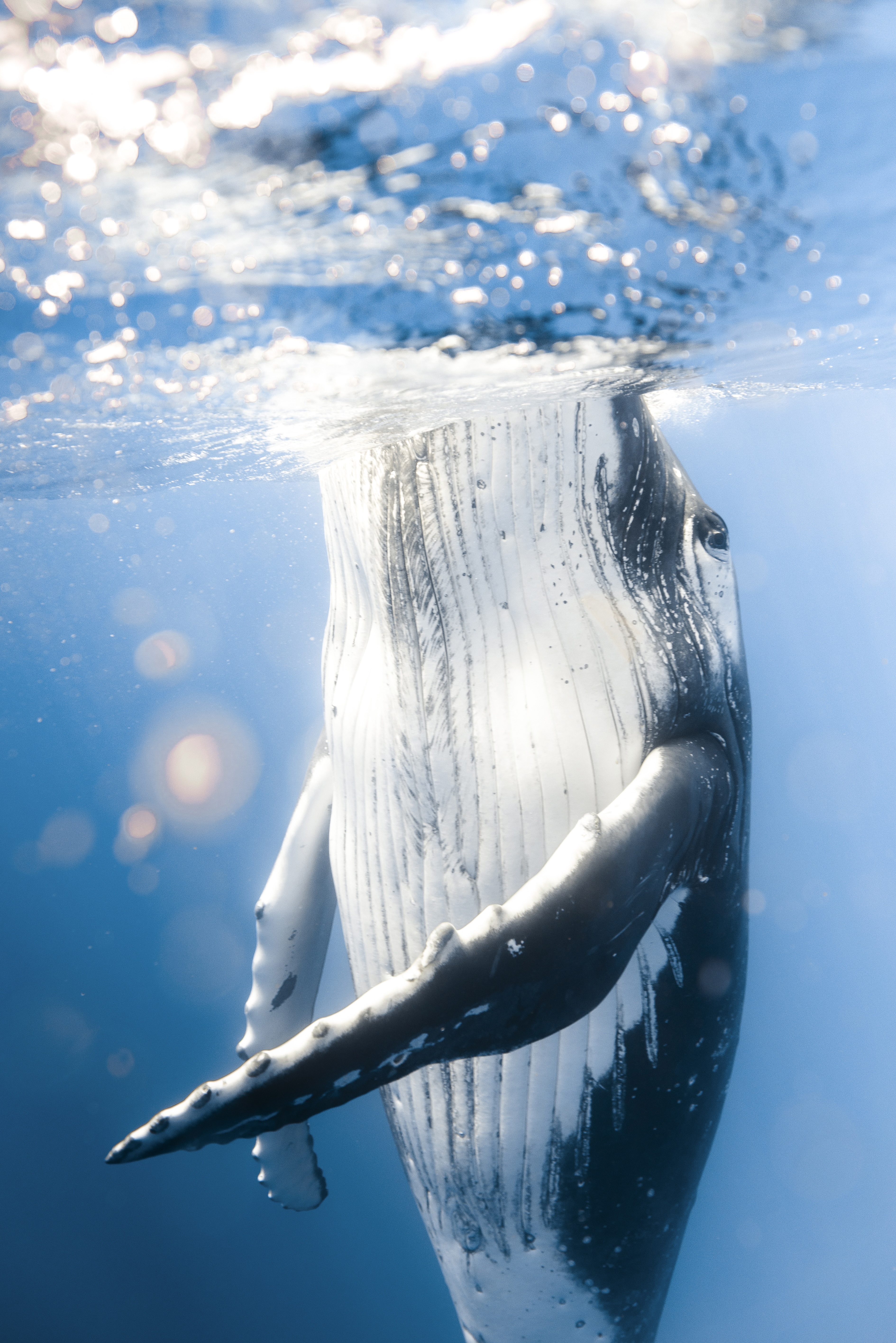 Humpback whale
