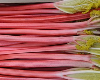 Pink forced rhubarb stems