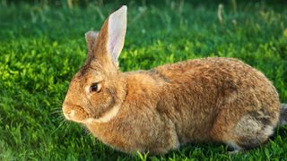 Flemish giant rabbit