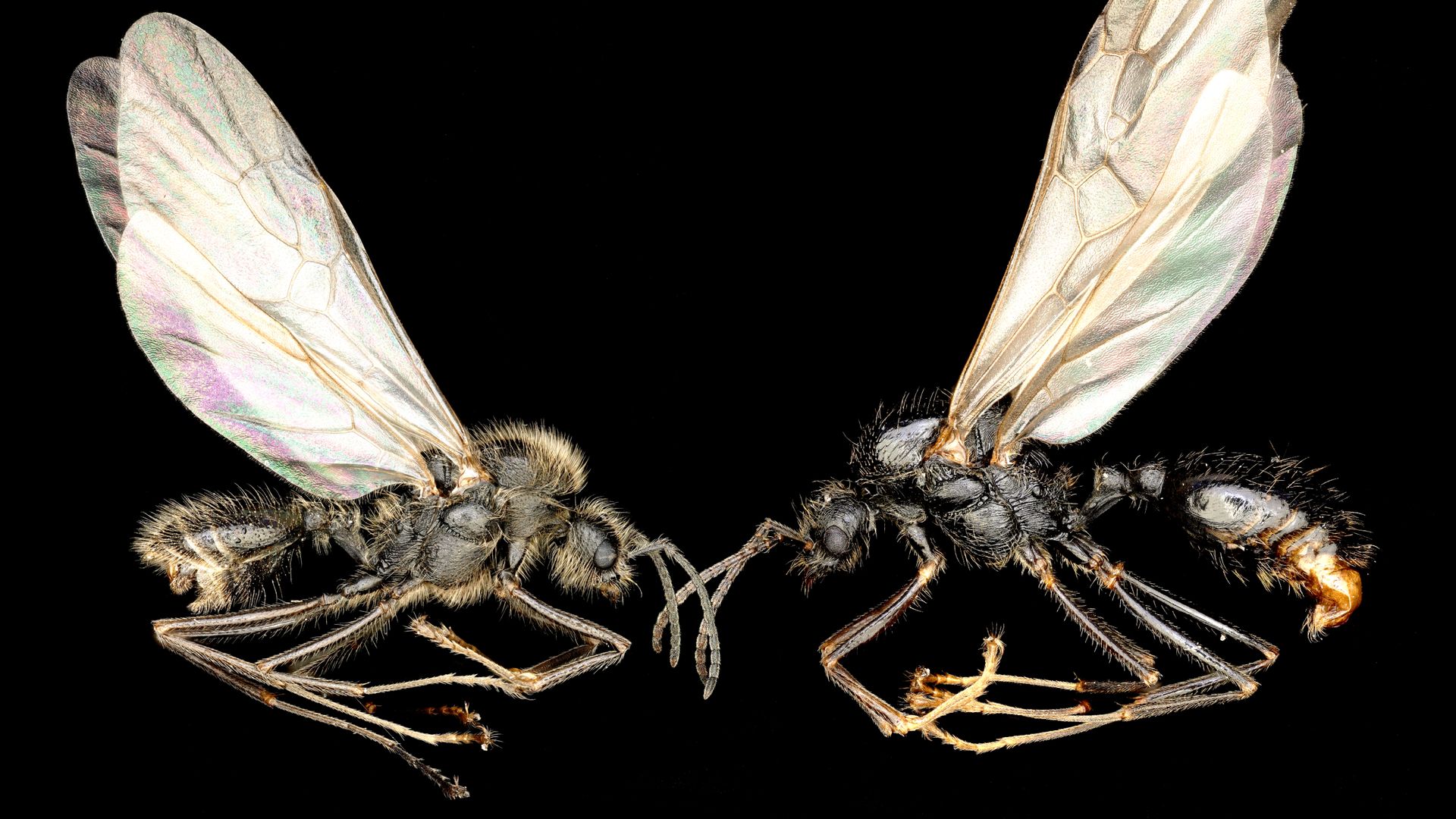 'Almost like science fiction': European ant is the first known animal ...