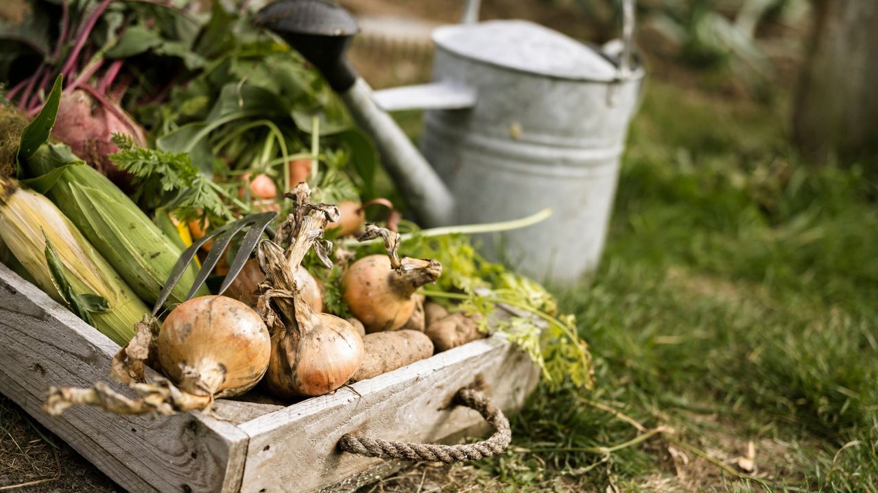 A trough of onions and sweetcorn in a vegetable garden