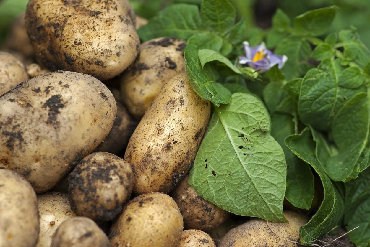 Pile Of Dirt Covered Potatoes