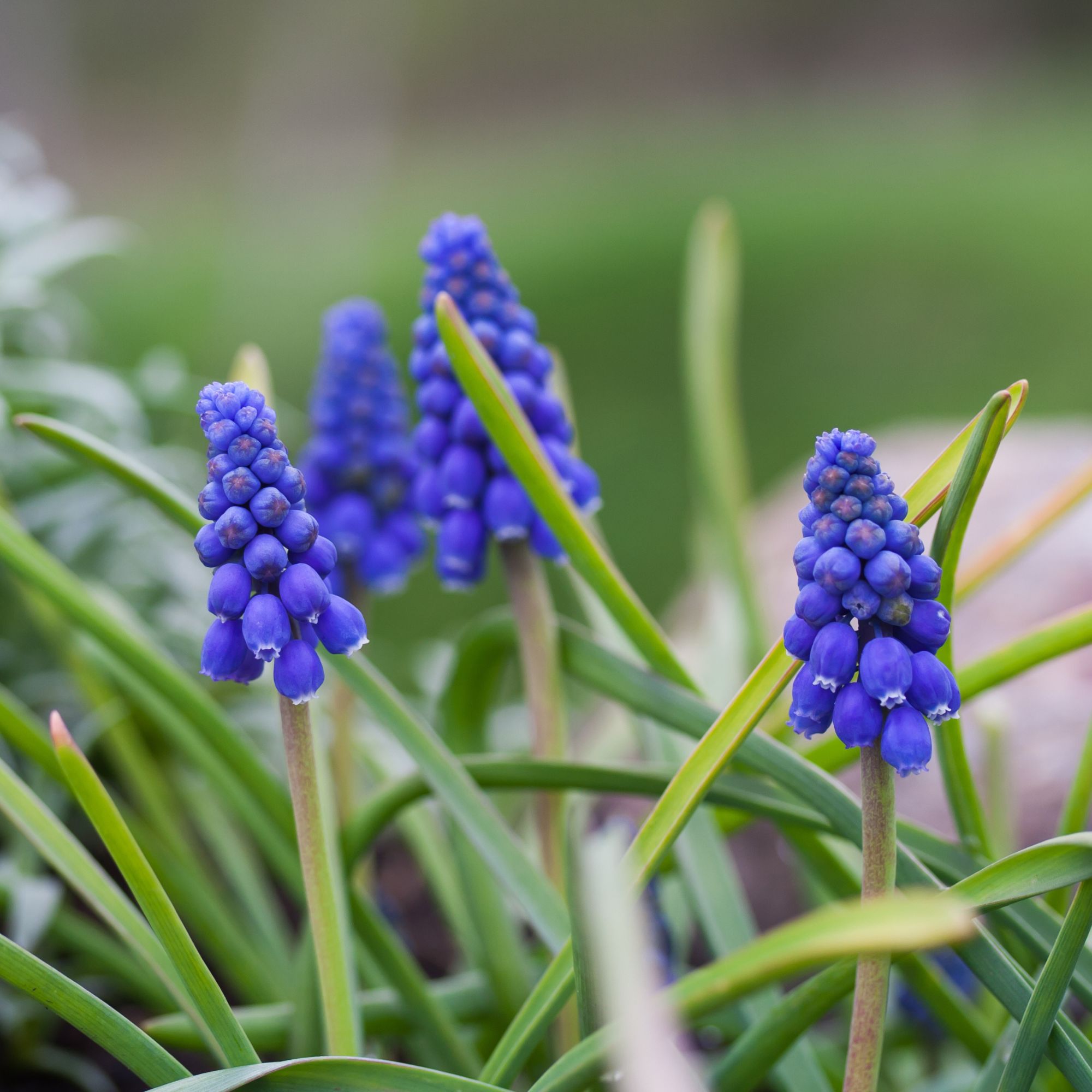 Blue grape hyacinth or muscari flowers