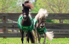 weg mascots