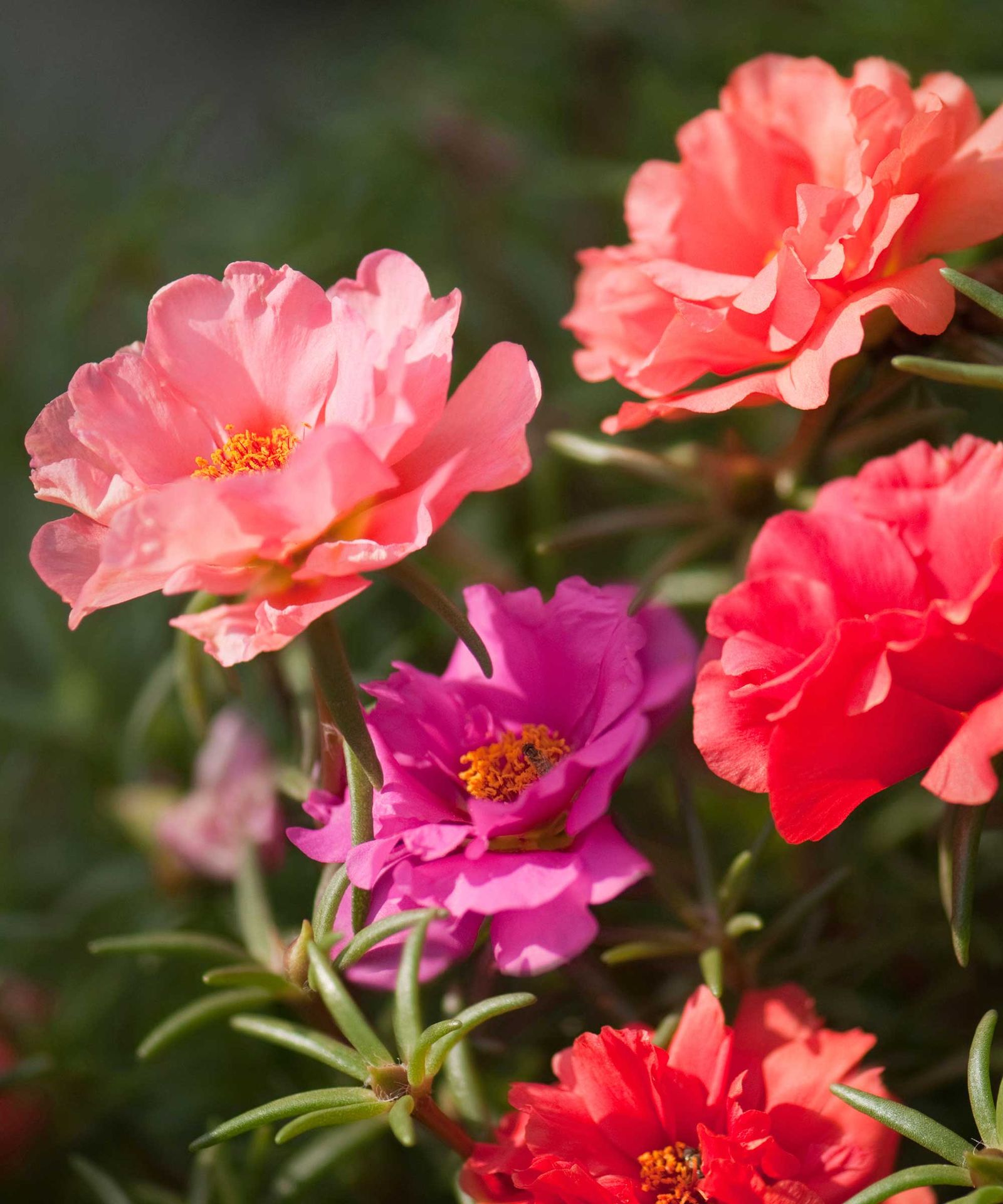 Flowers for pots in full sun 10 cheerful choices Homes & Gardens