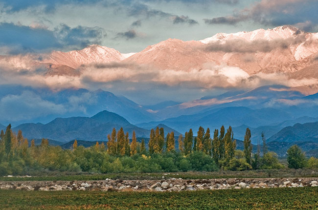 Trapiche Los Arboles vineyard
