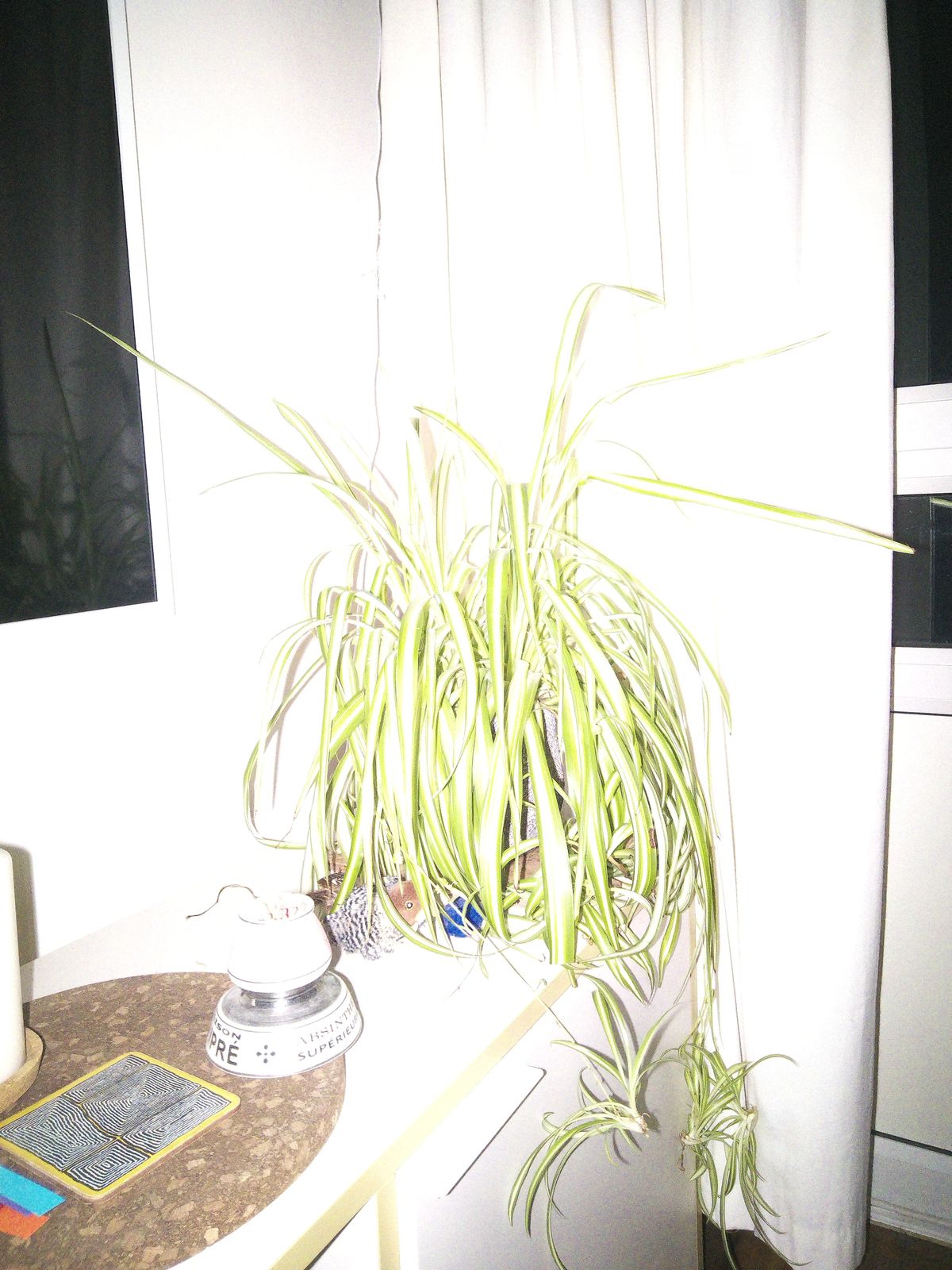 Sample photograph from Camp Snap CS-Pro showing a spider plant lit with flash, it is ludicrously overexposed and blown out