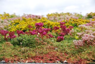 green roof made with a wildflower blanket