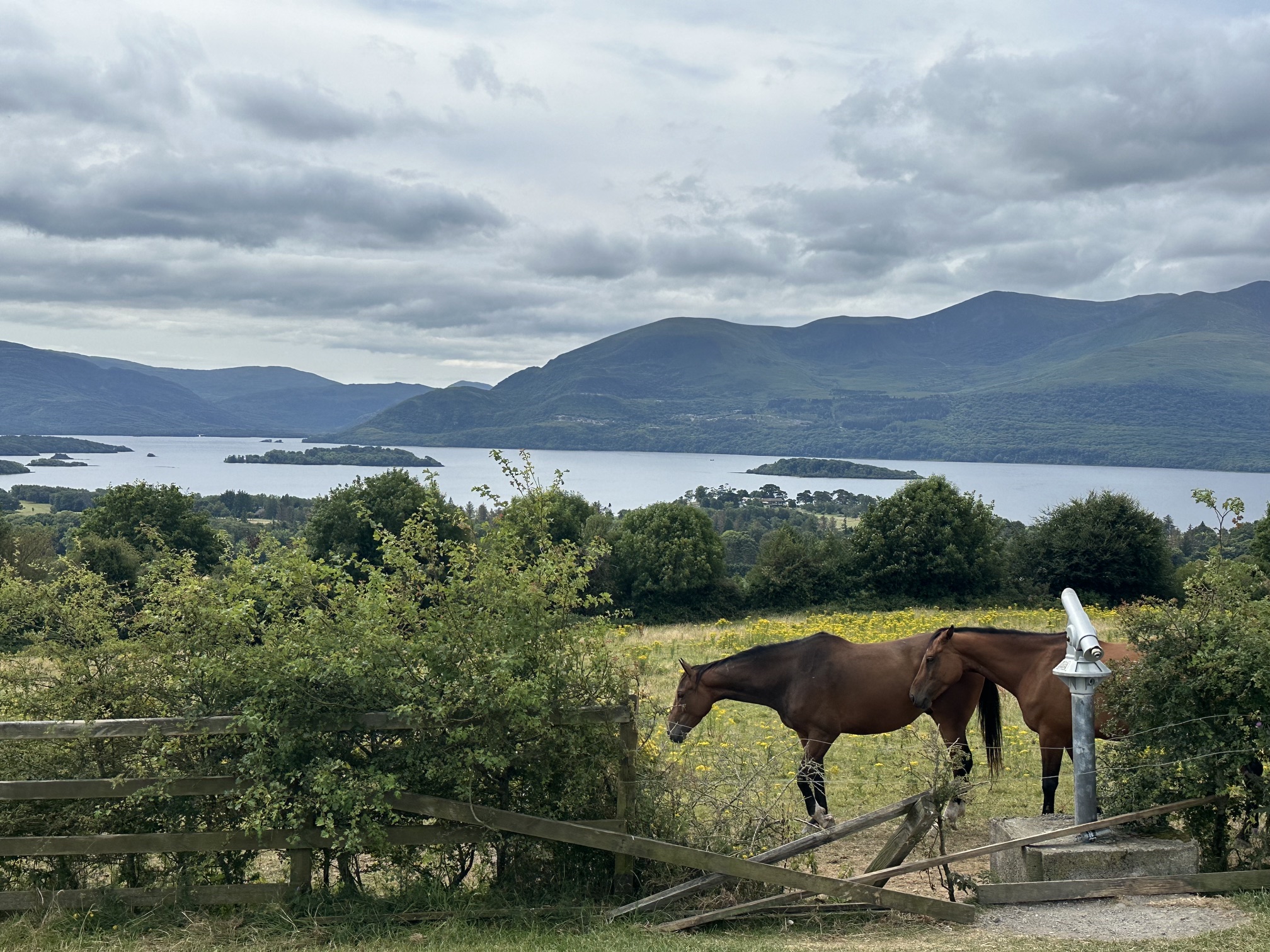 Horses on a field near a lake outside of Killarney National Park in Ireland