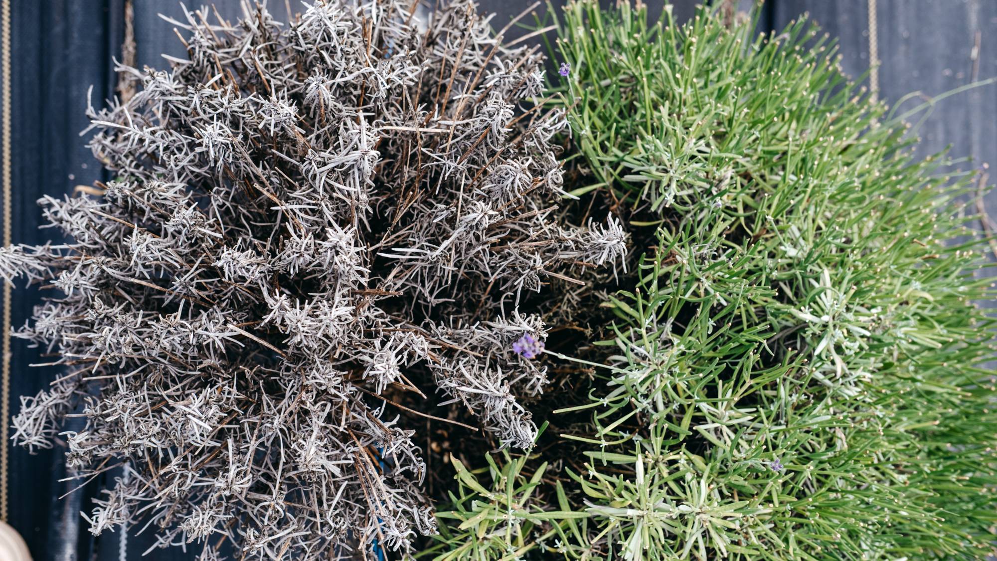 One healthy and one dying lavender plant from above