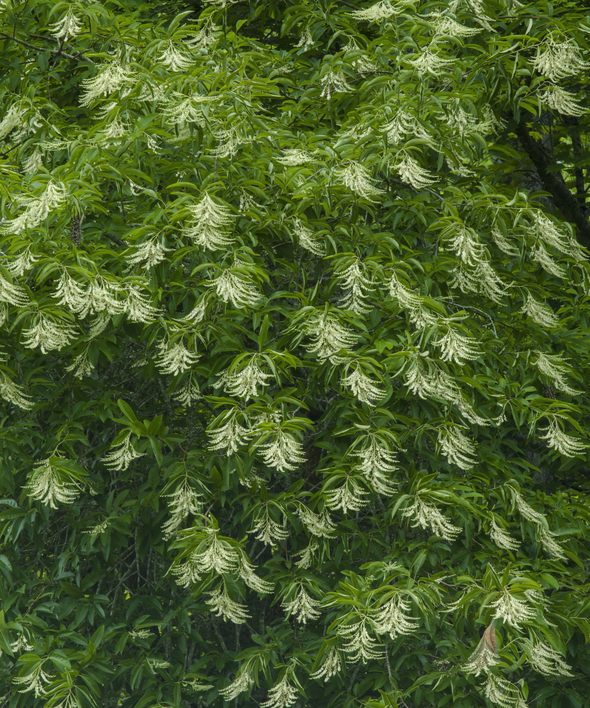 A sourwood tree covered in white drooping blooms in summer