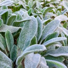 lamb's ear plants showing fuzzy leaves