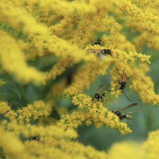 Selective focus shot of insects on flowered Wrinkleleaf goldenrod (Solidago rugosa) branches - stock photo