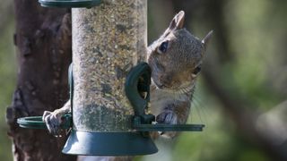 A squirrel perches on a bird feeder.