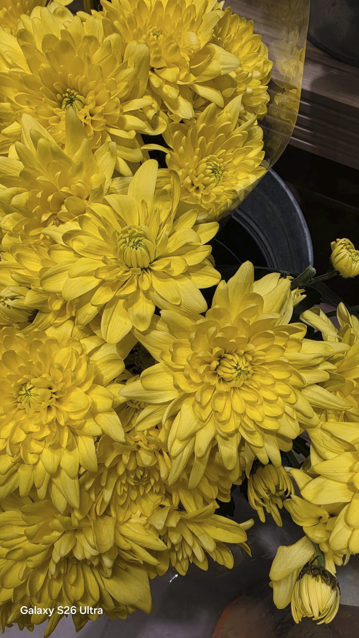 Samsung Galaxy S26 Ultra sample photo