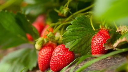 Strawberries and leaves up close