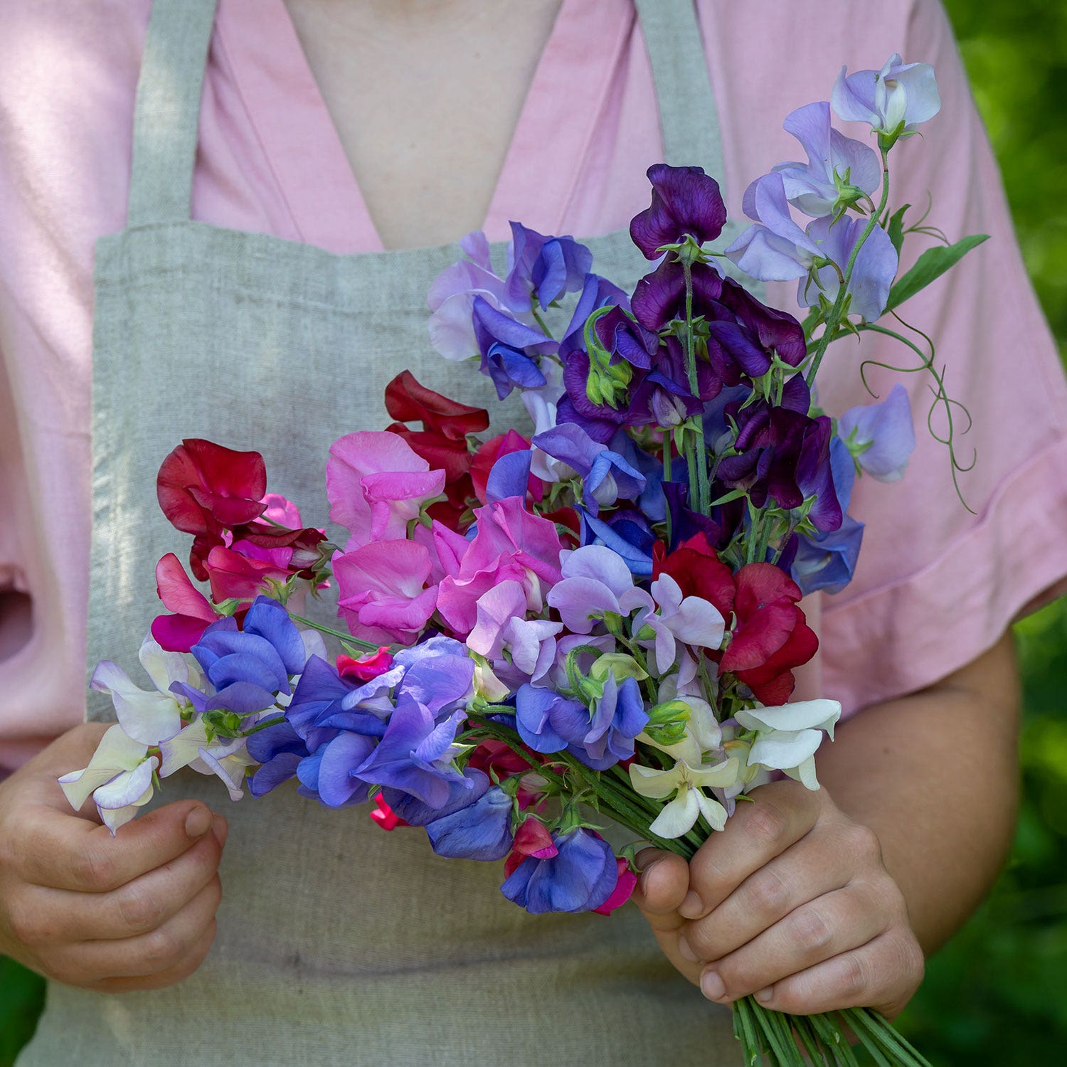 Eckfords Finest Mix Sweet Pea Seeds